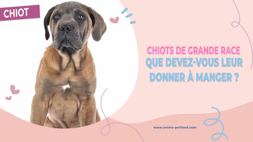 chiots-de-grande-race-que-devez-vous-leur-donner-a-mange